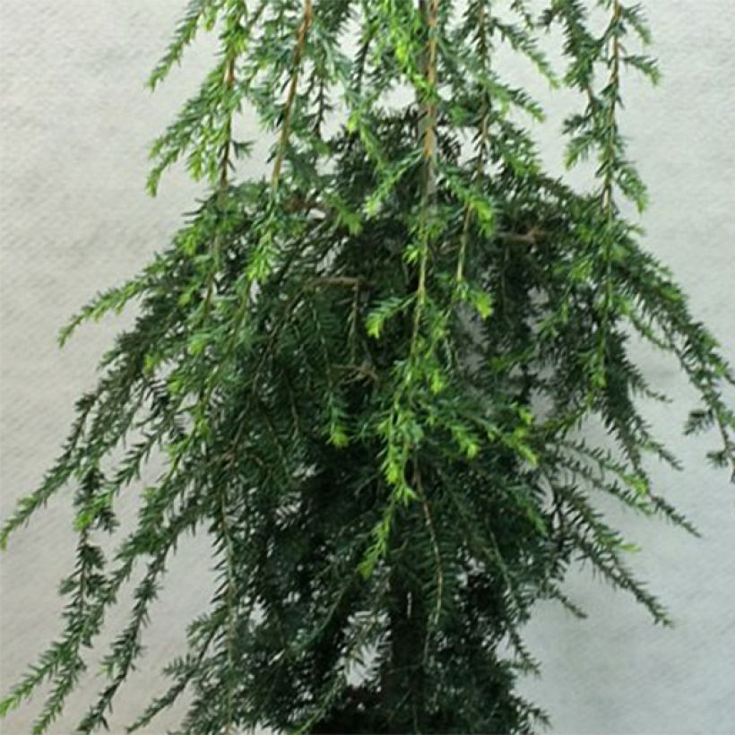 Tsuga canadensis Pendula - Hemlockstanne (Foliage)