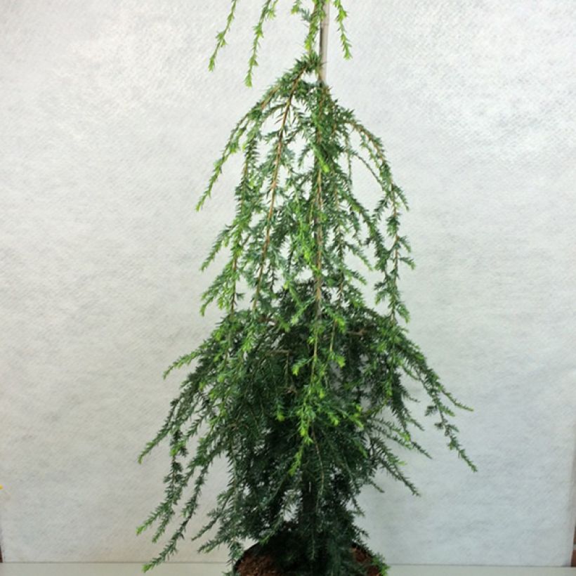 Tsuga canadensis Pendula - Hemlockstanne (Plant habit)