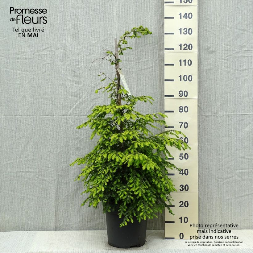 Example of Tsuga canadensis - Hemlockstanne Topf mit 3L/4L as you get in printemps