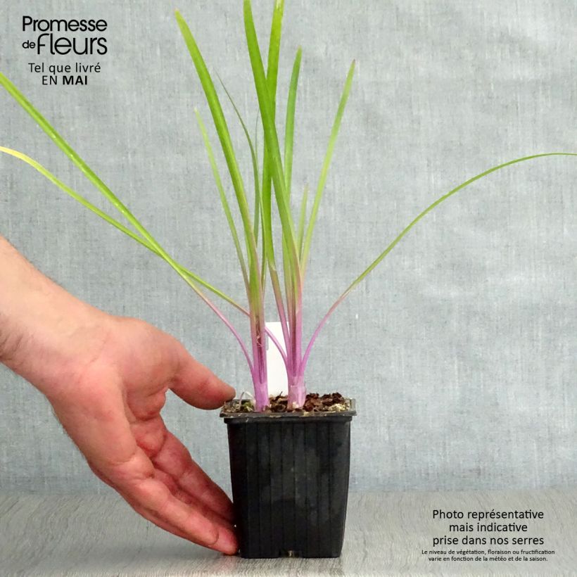 Example of Tulbaghia violacea Flamingo Kleine Töpfe von 8/9 cm as you get in printemps