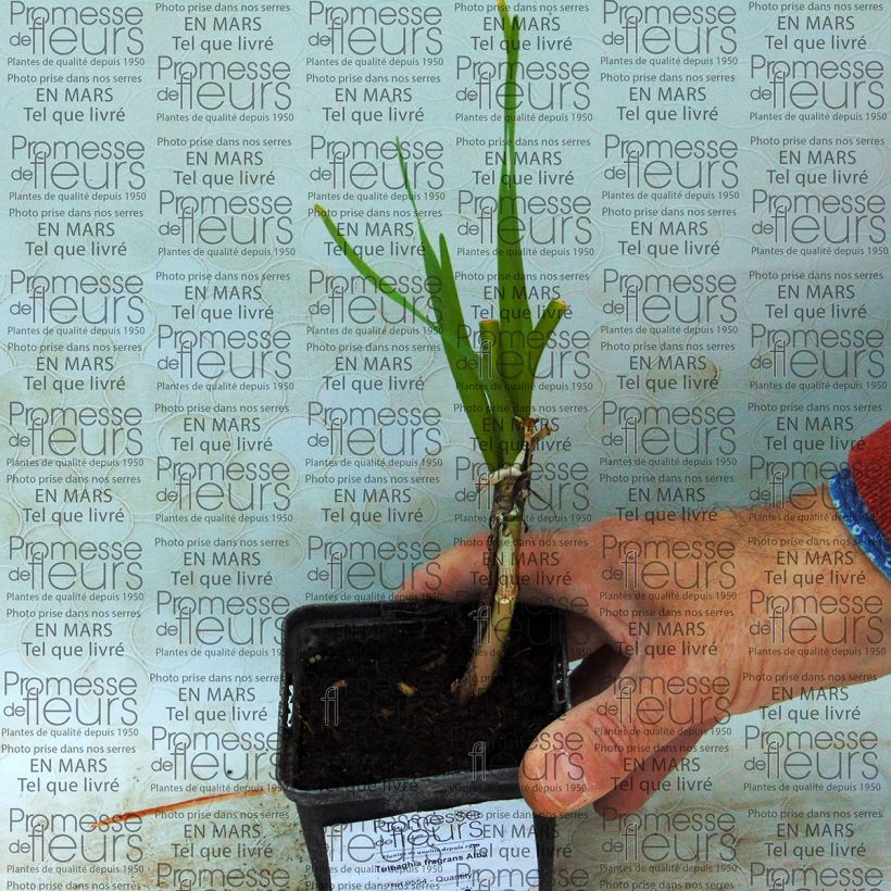 Example of Tulbaghia fragrans Alba Zwiebel as you get