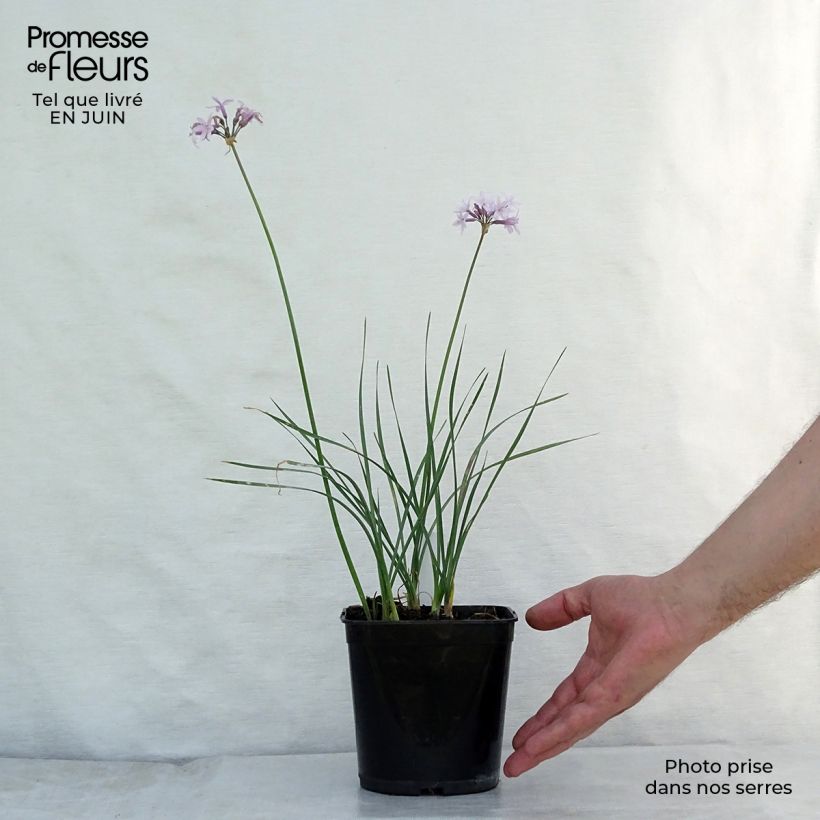 Exemplar von Tulbaghia violacea Ashanti Kleine Töpfe von 8/9 cm wie im Sommer geliefert