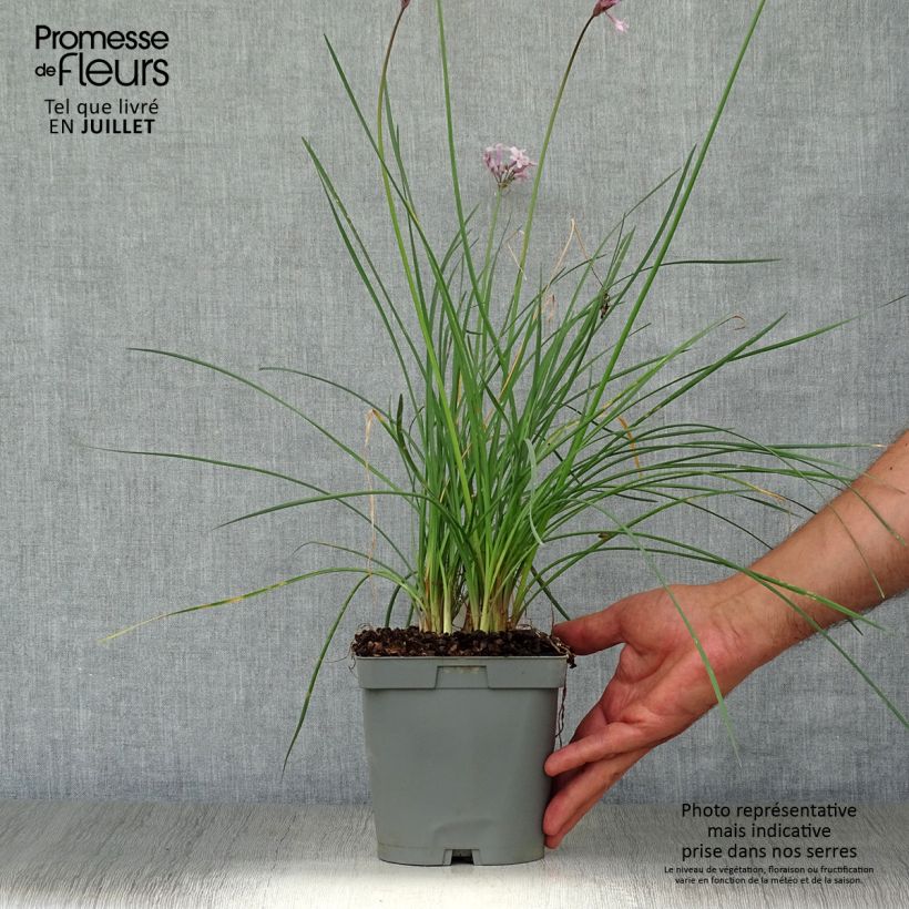 Exemplar von Tulbaghia violacea Ashanti Topf mit 2L/3L wie im Sommer geliefert