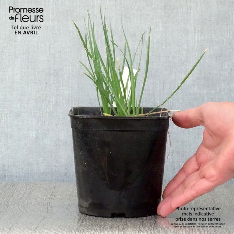 Example of Tulbaghia violacea Ashanti Topf mit 2L/3L as you get in printemps