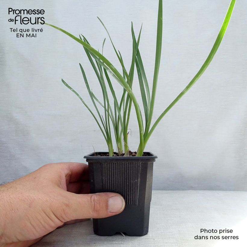 Example of Tulbaghia violacea Pearl Kleine Töpfe von 8/9 cm as you get in printemps