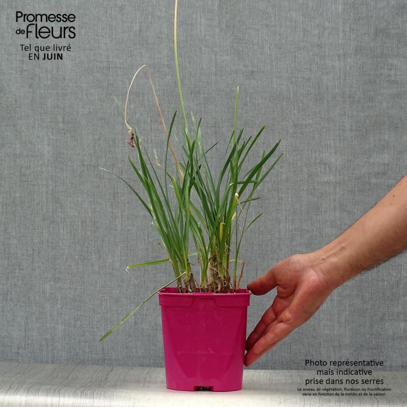 Exemplar von Tulbaghia violacea Topf mit 2L/3L wie im Sommer geliefert
