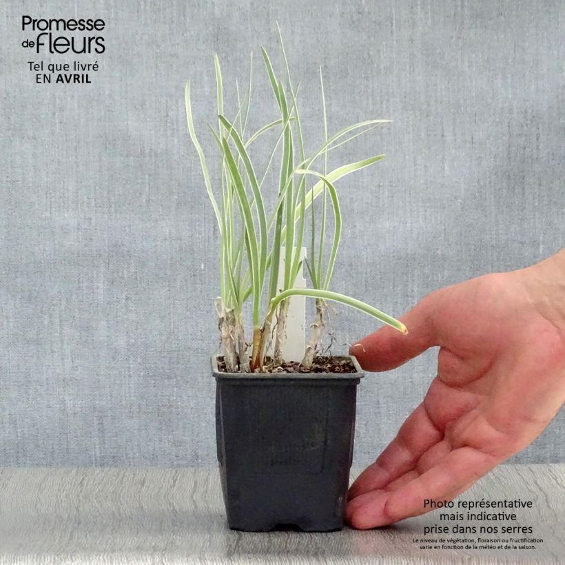 Example of Tulbaghia violacea Silver Lace Kleine Töpfe von 8/9 cm as you get in printemps