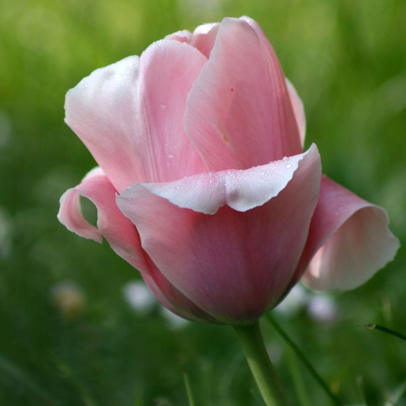 Triumph-Tulpe Beauty Queen (Blüte)