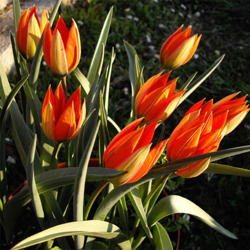 Tulipa whittallii - Whittalls Tulpe (Wuchs)