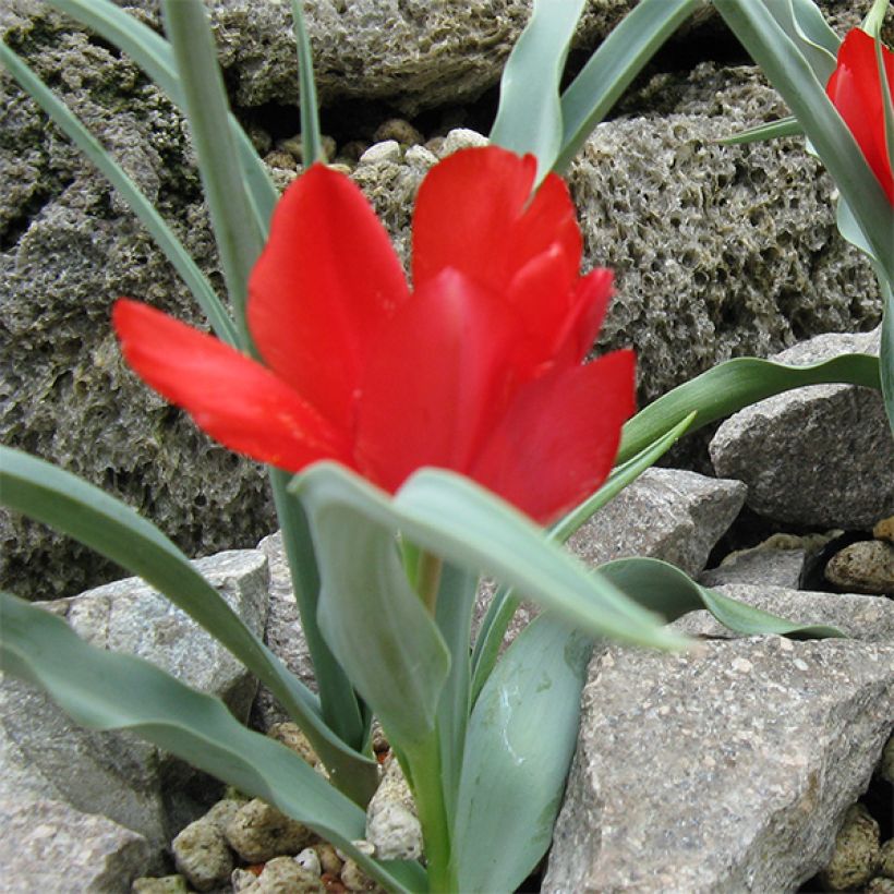 Tulipa wilsoniana - Wilsons Tulpe (Wuchs)