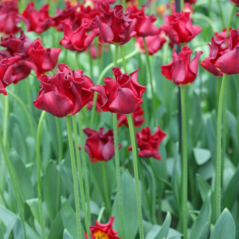 Krope Tulpe Red Dress (Plant habit)