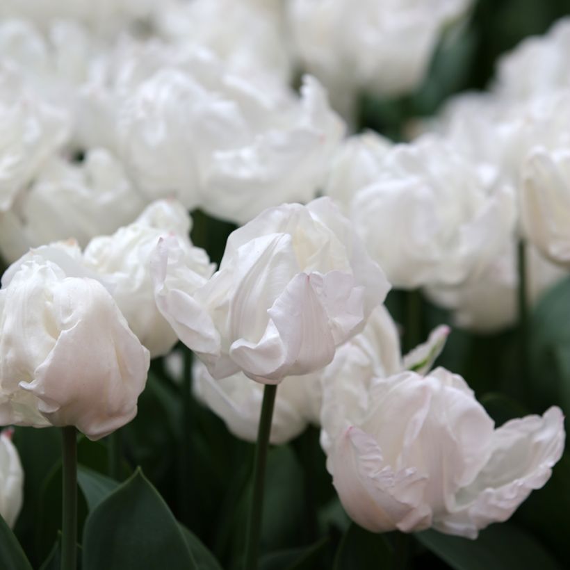 Triumph-Tulpe Rejoyce (Flowering)