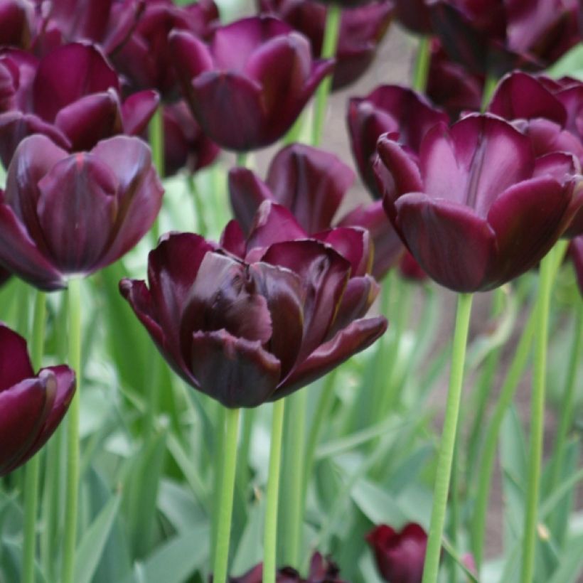 Triumph-Tulpe Black Jack (Flowering)