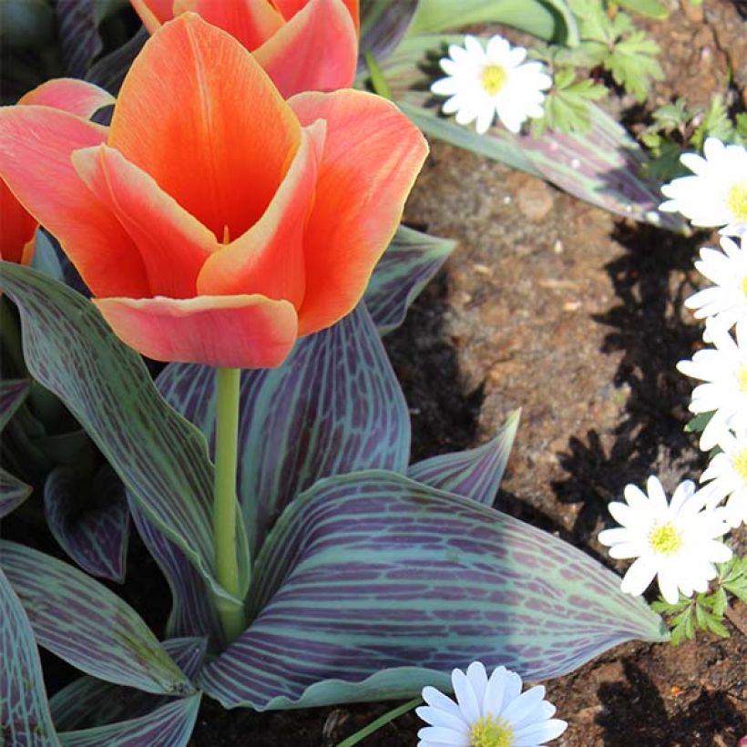 Tulipa greigii Corsage (Wuchs)