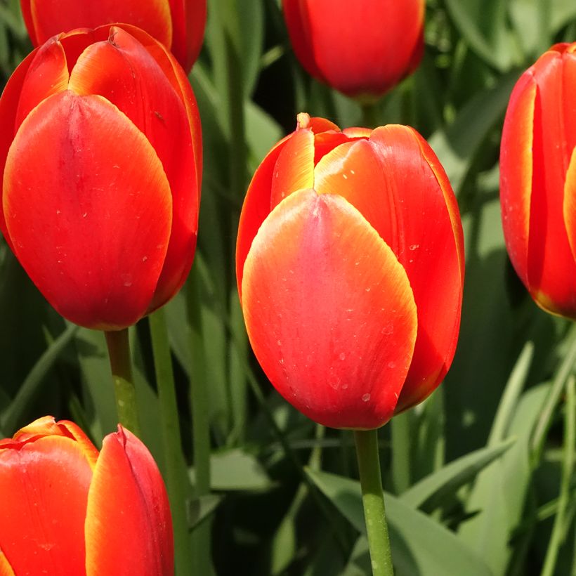 Darwin-Hybrid-Tulpe World's Favourite (Blüte)