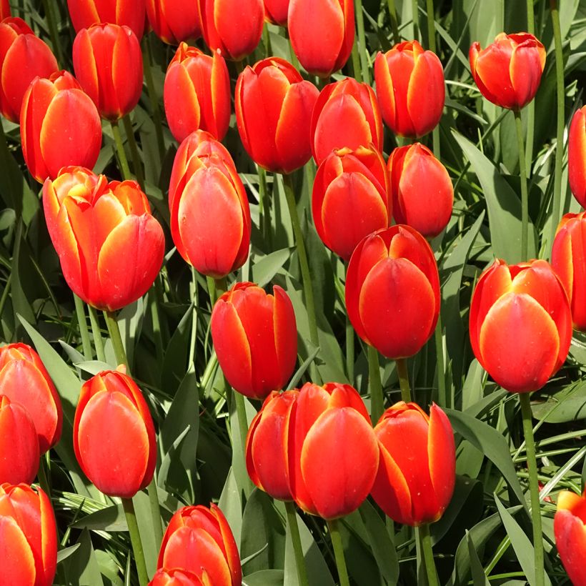 Darwin-Hybrid-Tulpe World's Favourite (Wuchs)