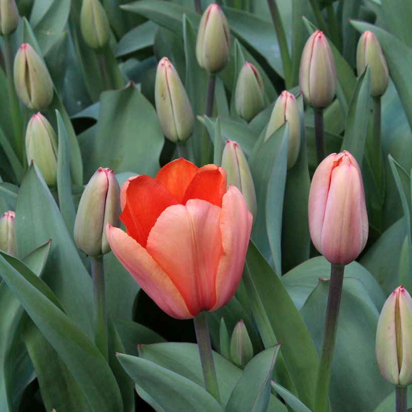 Darwin-Hybrid-Tulpe Apricot Impression (Blüte)