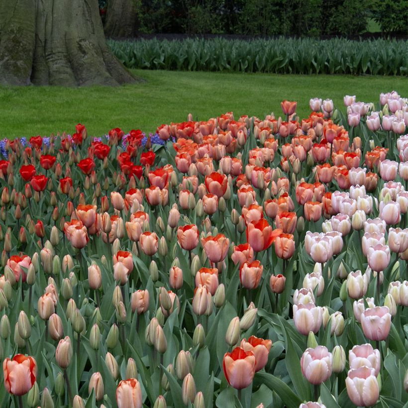 Darwin-Hybrid-Tulpe Apricot Impression (Wuchs)