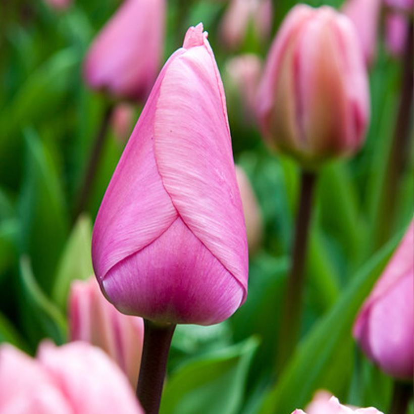 Darwin-Hybrid-Tulpe Big Love (Blüte)