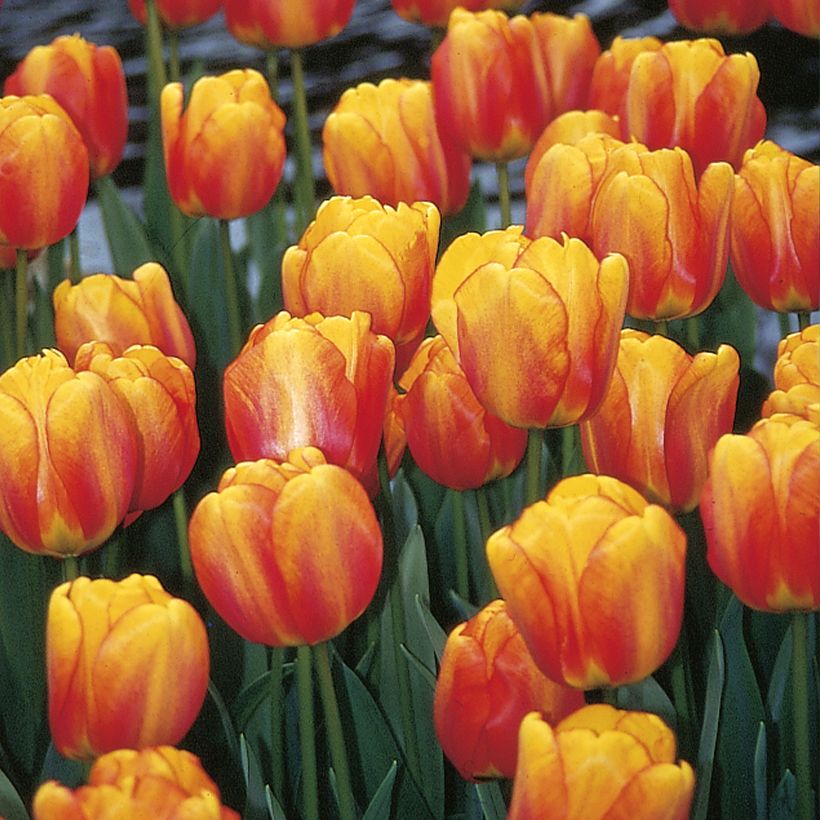 Darwin-Hybrid-Tulpe Blushing Apeldoorn (Blüte)