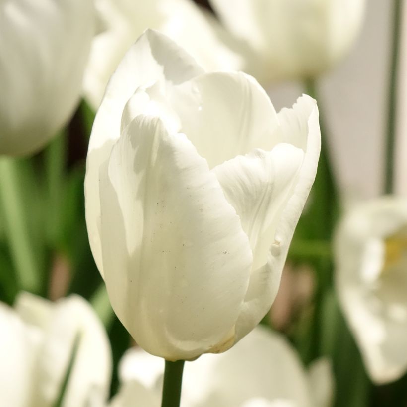 Darwin-Hybrid-Tulpe Hakuun (Blüte)