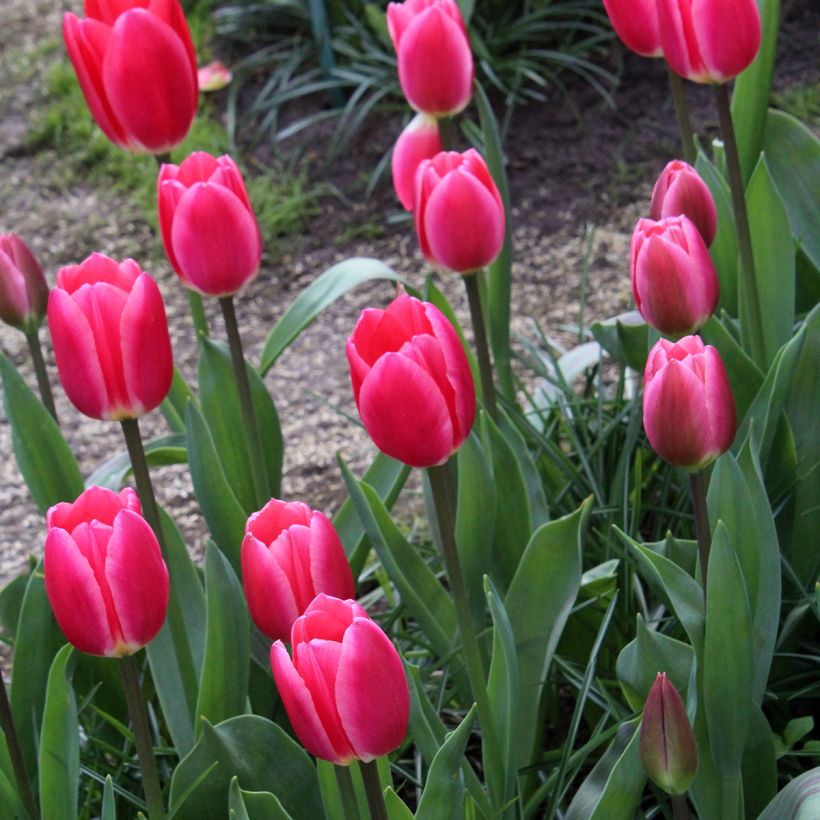 Darwin-Hybrid-Tulpe Rosy Delight (Wuchs)