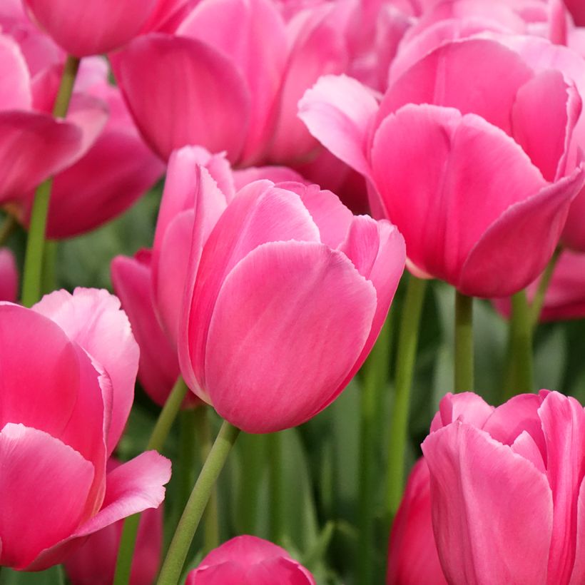 Triumph-Tulpe Barcelona (Blüte)