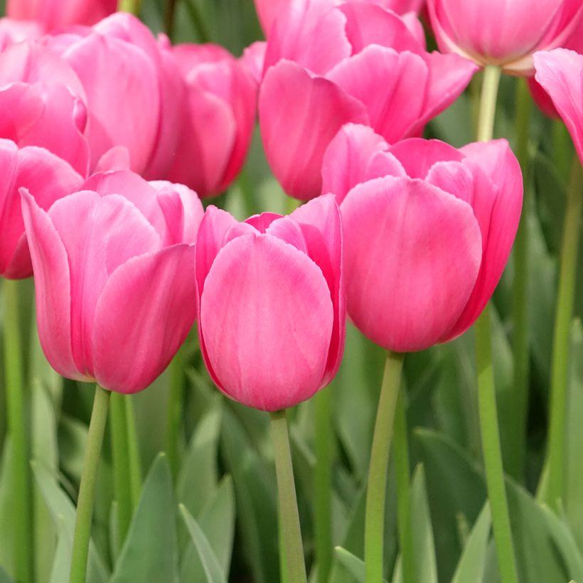 Triumph-Tulpe Barcelona (Wuchs)