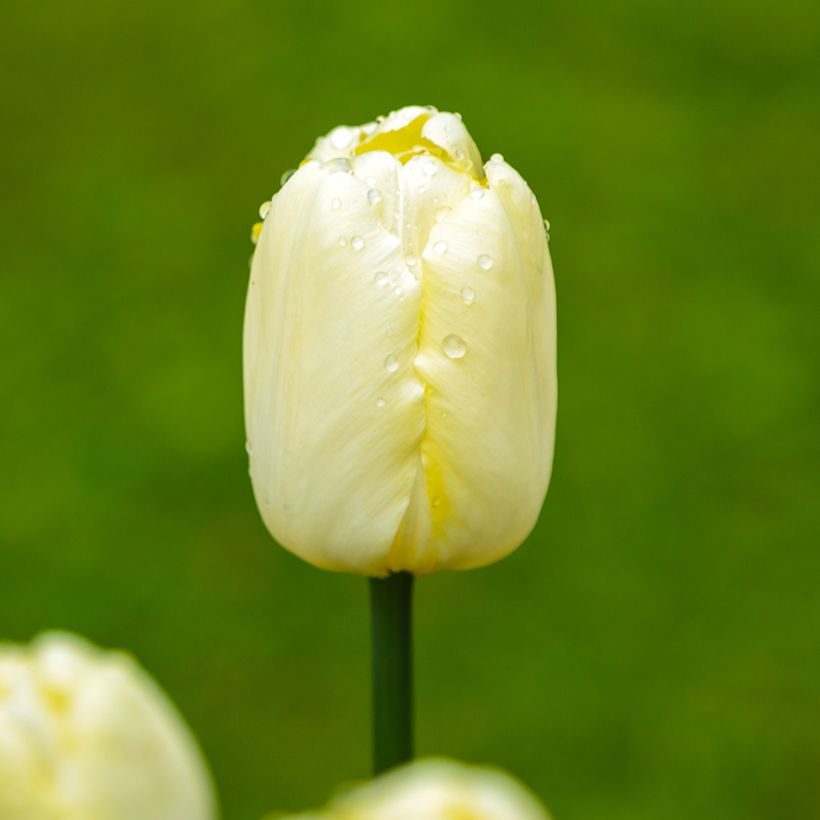 Triumph-Tulpe Creme Flag (Flowering)