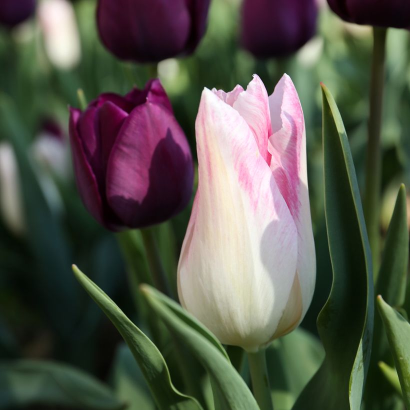 Triumph-Tulpe Kyoko Takahashi (Flowering)