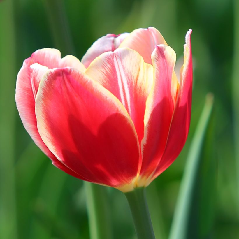 Triumph-Tulpe Leen van der Mark (Flowering)