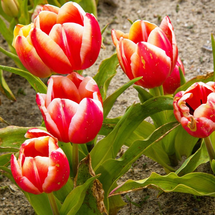Triumph-Tulpe Leen van der Mark (Plant habit)