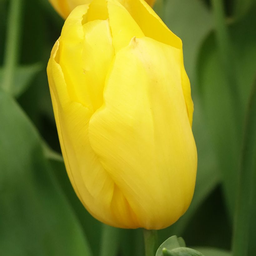 Triumph-Tulpe Strong Gold (Blüte)