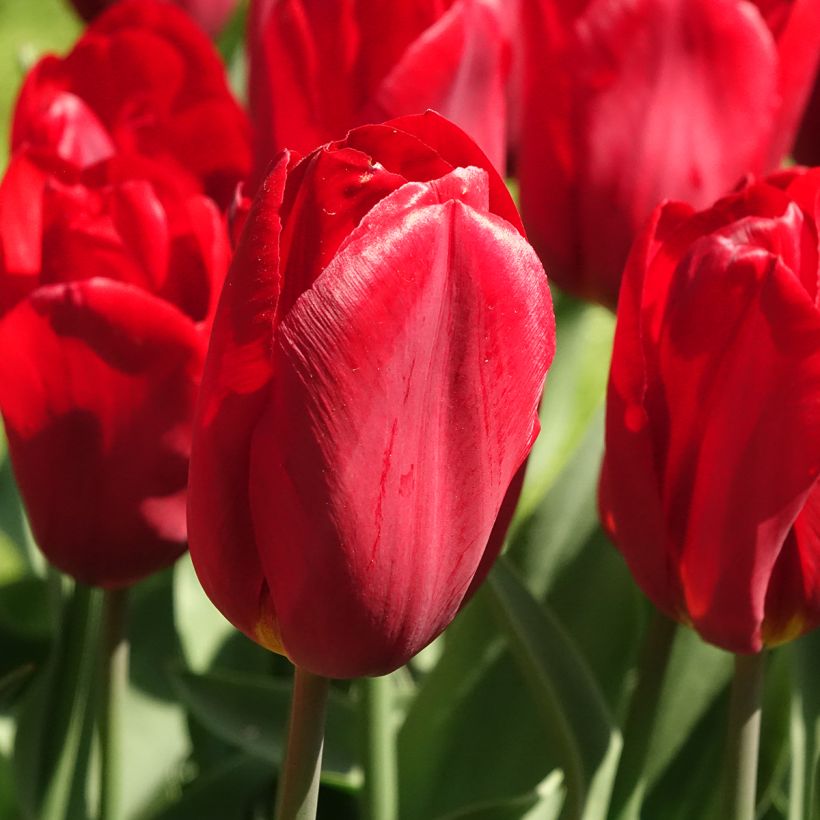 Triumph-Tulpe Strong Love (Blüte)