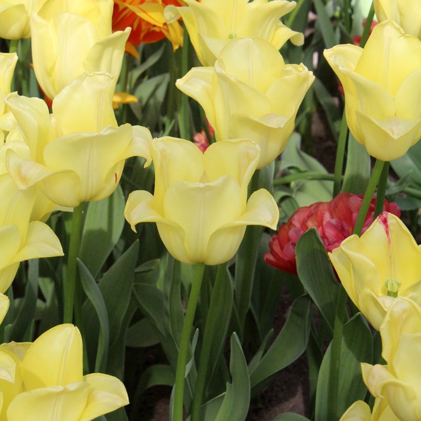 Triumph-Tulpe World Friendship (Wuchs)