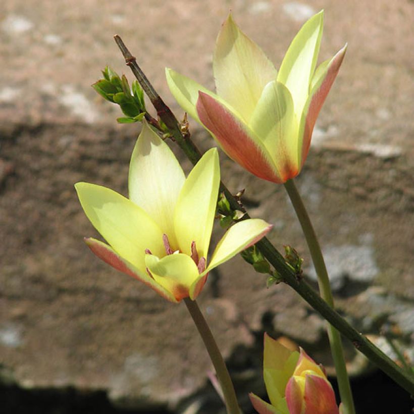 Tulipa clusiana Cynthia - Clusius-Tulpe (Wuchs)