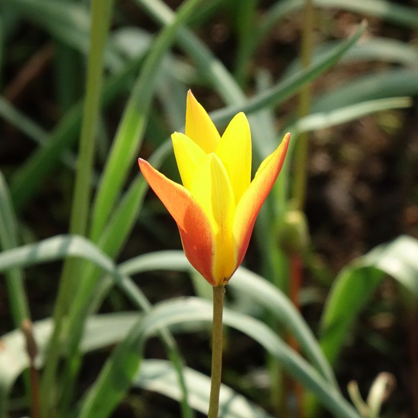Tulipa clusiana var. chrysantha Tubergen's Gem - Clusius-Tulpe (Flowering)