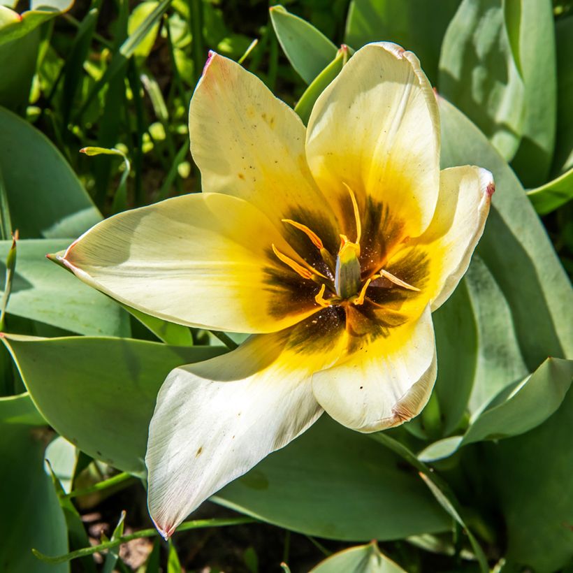 Tulipa greigii Albion Star (Blüte)