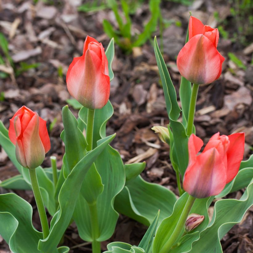 Tulipa greigii Toronto (Wuchs)