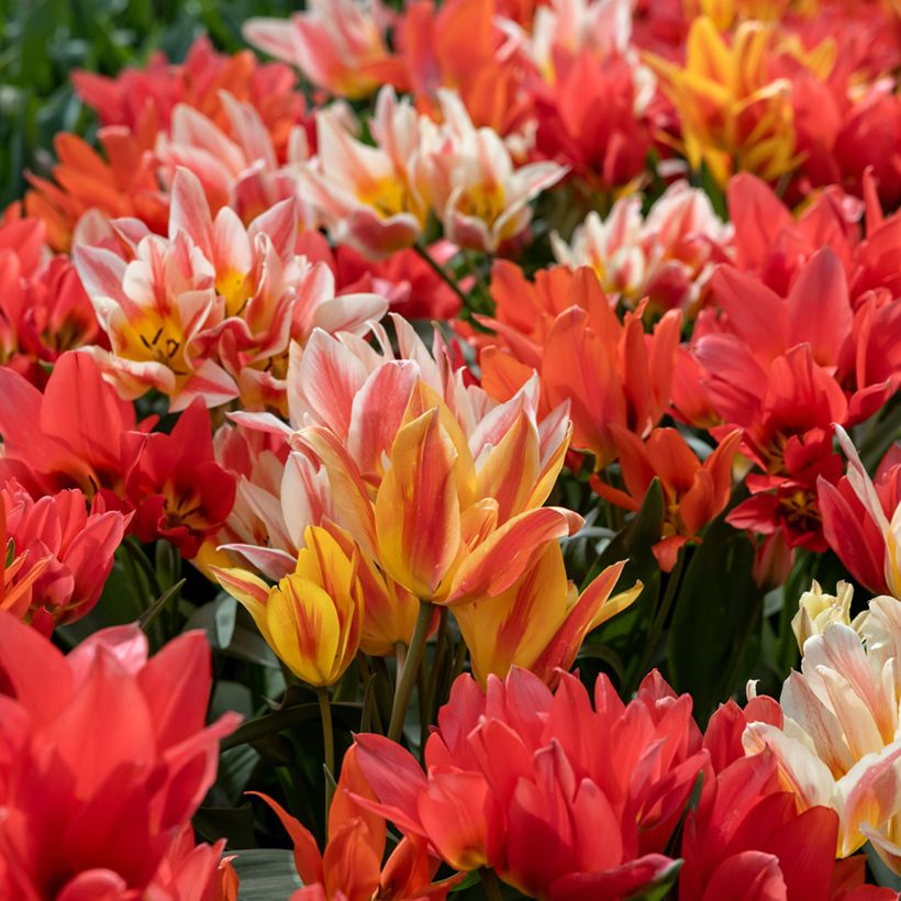Tulipa greigii Winnipeg (Plant habit)