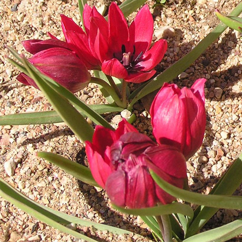 Tulipa humilis Lilliput - Niedrige Tulpe (Wuchs)