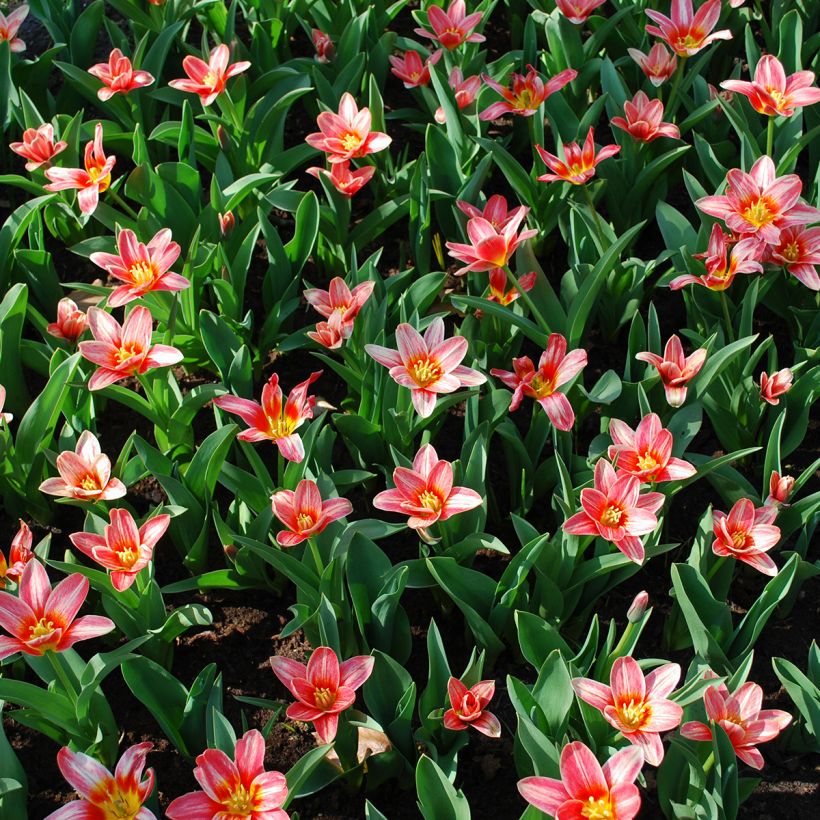 Tulipa kaufmanniana Fashion (Wuchs)