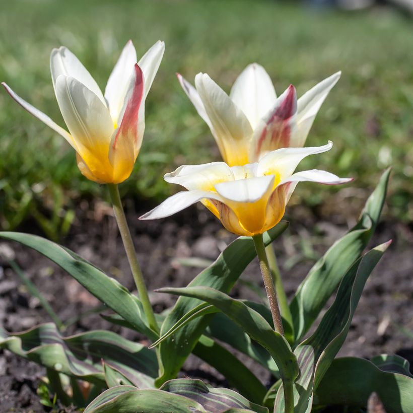 Tulipa kaufmanniana Johann Strauss (Wuchs)