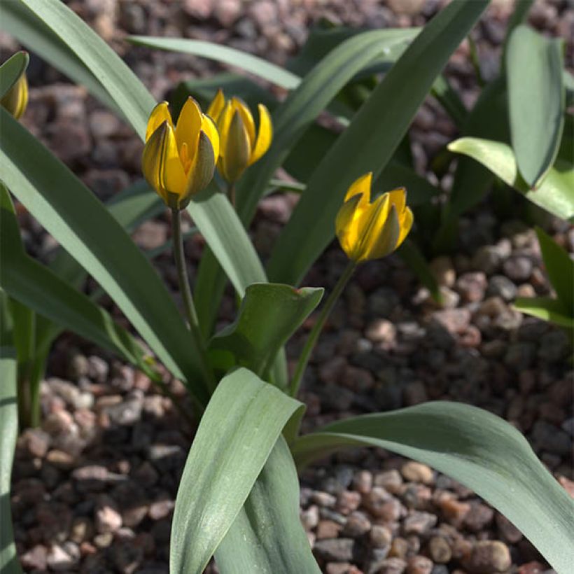 Tulipa neustruevae - Neustruews Tulpe (Wuchs)