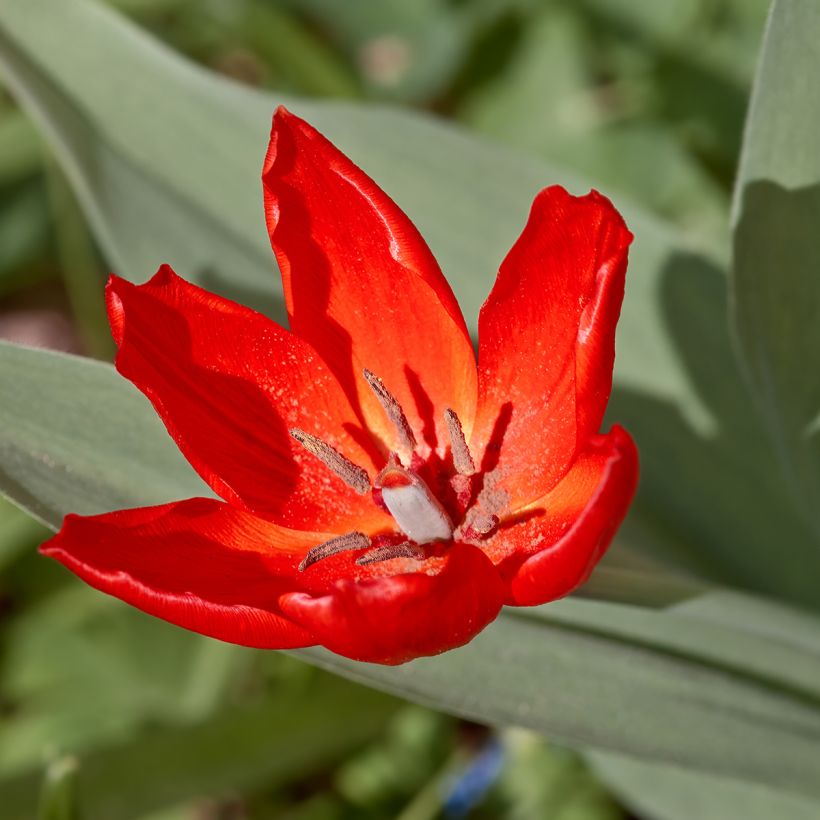 Tulipa praestans Fusilier - Vortreffliche Tulpe (Flowering)