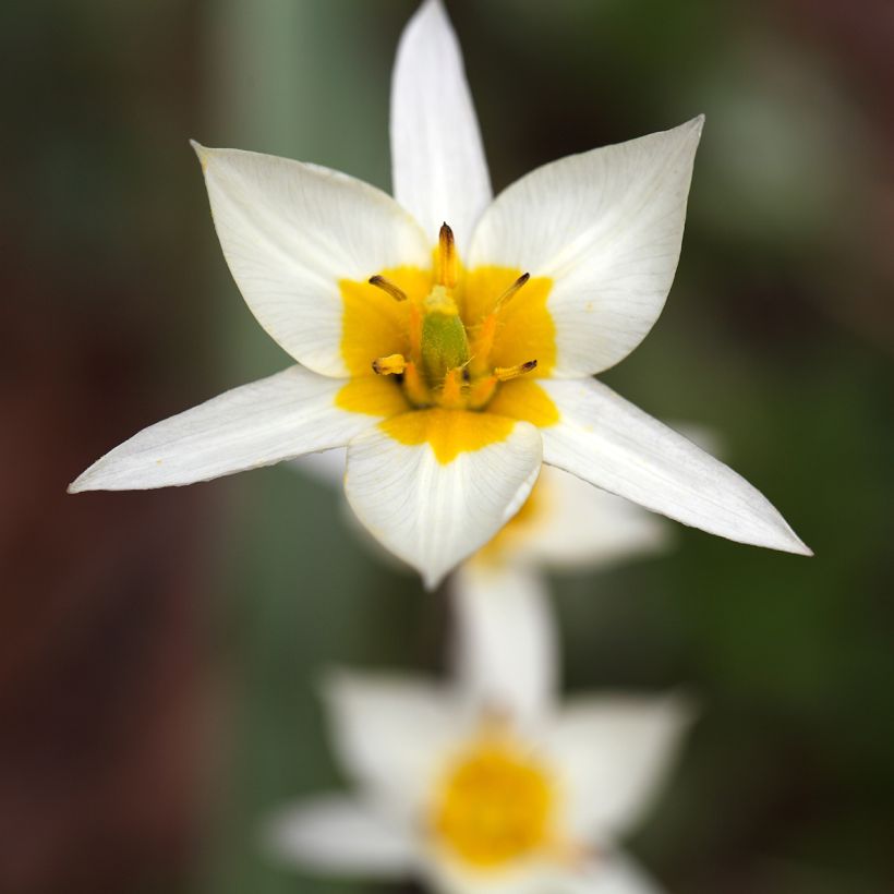Tulipa turkestanica - Turkestan-Tulpe (Flowering)