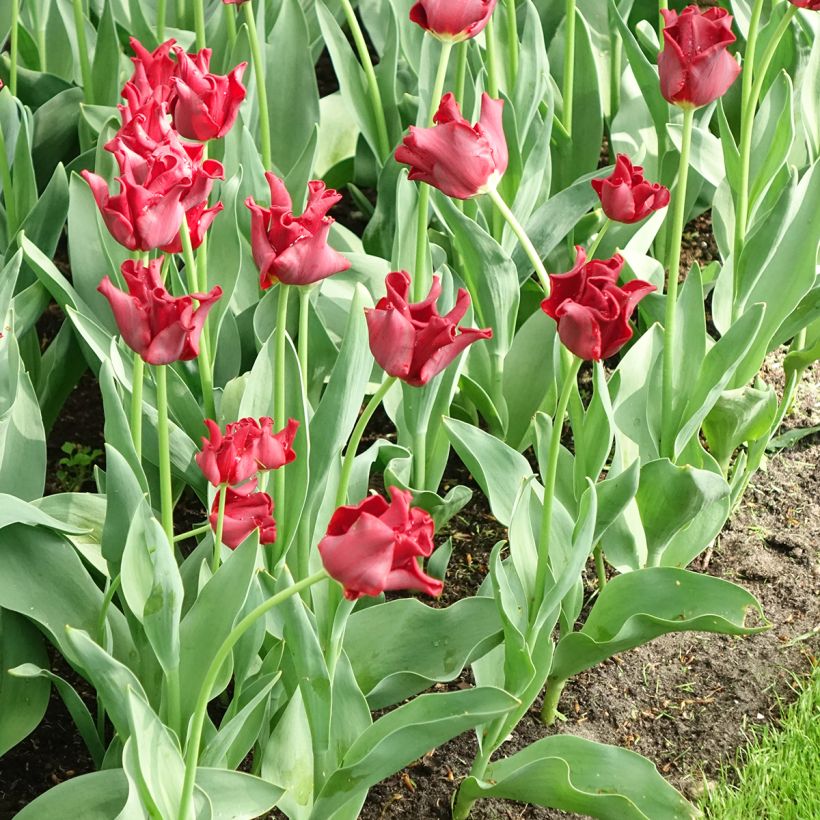 Krope Tulpe Red Dress (Flowering)