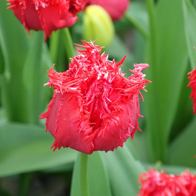 Gefranste Tulpe Barbados (Blüte)