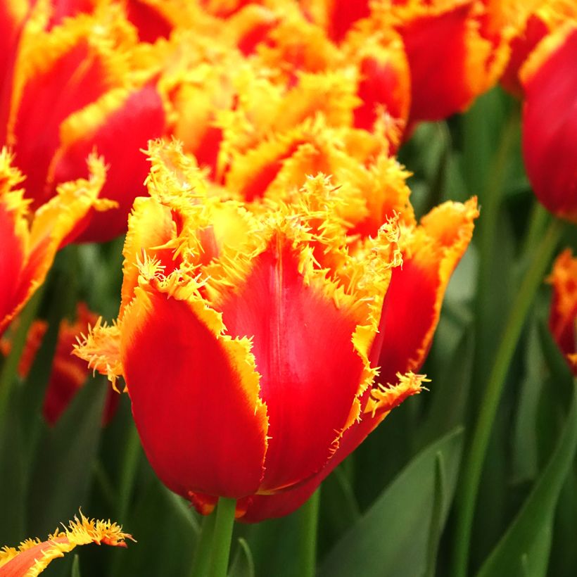 Gefranste Tulpe Fabio (Blüte)