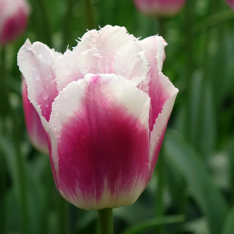 Gefranste Tulpe Siesta (Flowering)